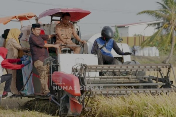 Panen Raya 3.300 Ton, Syaharuddin Alrif Optimistis Sidrap Capai Target Sejuta Ton Gabah