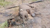 Balai TN Tesso Nilo Dalami Kematian Anak Gajah Liar di Resort Lancang Kuning