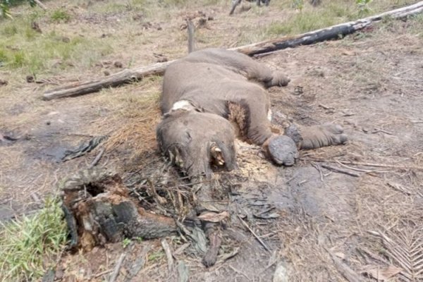 Balai TN Tesso Nilo Dalami Kematian Anak Gajah Liar di Resort Lancang Kuning