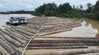 Kemenhut Tanggapi Informasi Publik Terkait Pengangkutan Kayu di Kapuas, Cek Fisik Secara Ketat