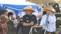 Hadiri Panen Raya, Irwan Hamid dan Fatmawati Rusdi Dorong Kesejahteraan Petani Pinrang