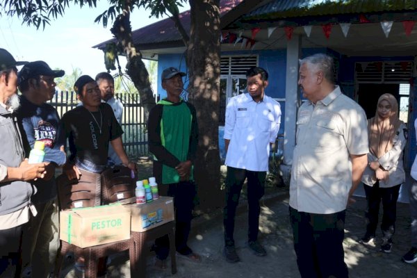 1.300 Hektare Sawah di Pinrang Diserang Hama, Pemkab Siapkan Langkah Pemulihan