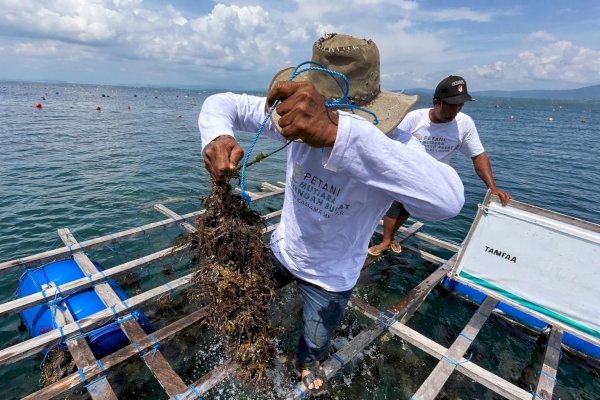 LAZ Hadji Kalla Bantu Masyarakat Buton Buididaya Kerang Mutiara hingga Panen