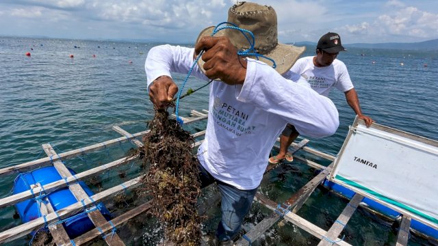 Aktivitas budidaya kerang mutiara oleh petani binaan LAZ Hadji Kalla di Desa Kamama Mekar.