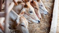 Idul Adha 1447 H, Hewan Qurban di Luwu Timur Capai 2.206 Ekor