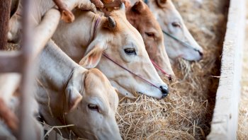 Idul Adha 1447 H, Hewan Qurban di Luwu Timur Capai 2.206 Ekor