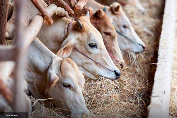 Idul Adha 1447 H, Hewan Qurban di Luwu Timur Capai 2.206 Ekor