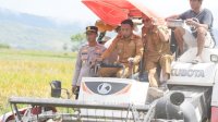 Syaharuddin Alrif Panen Bersama Petani Lise, Perkuat Sidrap sebagai Penyangga Pangan Nasional