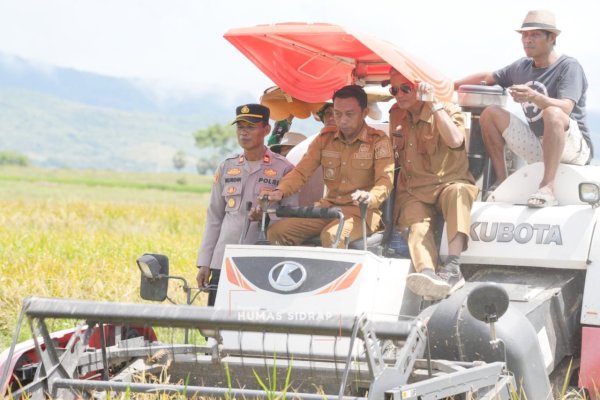 Syaharuddin Alrif Panen Bersama Petani Lise, Perkuat Sidrap sebagai Penyangga Pangan Nasional