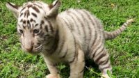 Kemenhut Apresiasi Kelahiran Tiga Anak Harimau Benggala di Taman Safari Prigen