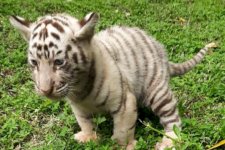 Kemenhut Apresiasi Kelahiran Tiga Anak Harimau Benggala di Taman Safari Prigen