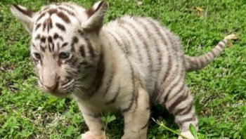 Kemenhut Apresiasi Kelahiran Tiga Anak Harimau Benggala di Taman Safari Prigen