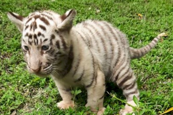 Kemenhut Apresiasi Kelahiran Tiga Anak Harimau Benggala di Taman Safari Prigen