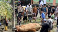 Warga Pelosok Rasakan Manfaat Sapi Kurban Presiden Prabowo, Tasming Hamid Serahkan Langsung Kepada Warga Watang Bacukiki