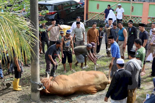 Warga Pelosok Rasakan Manfaat Sapi Kurban Presiden Prabowo, Tasming Hamid Serahkan Langsung Kepada Warga Watang Bacukiki