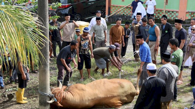 Warga Pelosok Rasakan Manfaat Sapi Kurban Presiden Prabowo, Tasming Hamid Serahkan Langsung Kepada Warga Watang Bacukiki