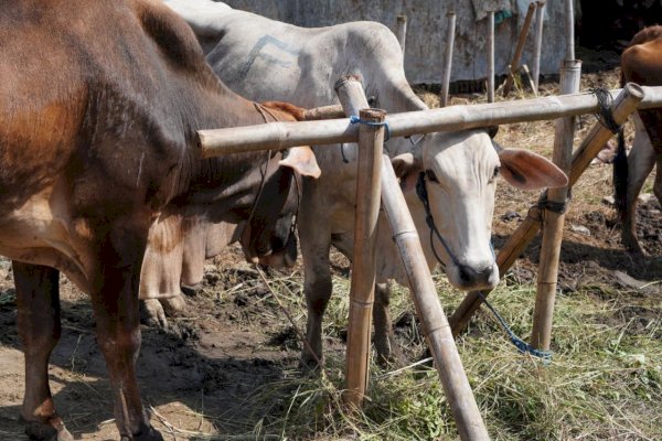 Antusiasme Warga Towuti Berqurban Luar Biasa, Hewan Qurban Capai 603 Ekor