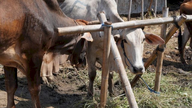 Antusiasme Warga Towuti Berqurban Luar Biasa, Hewan Qurban Capai 603 Ekor