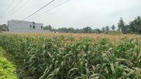 Bank Sulselbar Siap Biayai Petani Jagung Selayar, Dukung Program GEMETAR