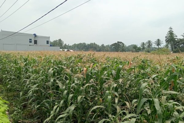 Bank Sulselbar Siap Biayai Petani Jagung Selayar, Dukung Program GEMETAR