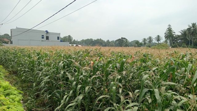 Bank Sulselbar Siap Biayai Petani Jagung Selayar, Dukung Program GEMETAR