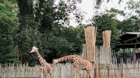 Keselamatan Satwa Jadi Prioritas: Kemenhut-Pemkot Bandung Kawal Transisi Bandung Zoo menuju Pengelolaan Profesional