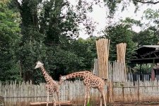 Keselamatan Satwa Jadi Prioritas: Kemenhut-Pemkot Bandung Kawal Transisi Bandung Zoo menuju Pengelolaan Profesional