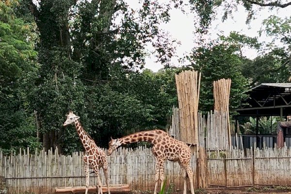 Keselamatan Satwa Jadi Prioritas: Kemenhut-Pemkot Bandung Kawal Transisi Bandung Zoo menuju Pengelolaan Profesional