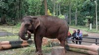 Kawal Transisi Pengelolaan Bandung Zoo, Kemenhut Pastikan Standar Kesejahteraan Satwa Menjadi Prioritas Utama
