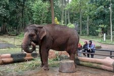 Kawal Transisi Pengelolaan Bandung Zoo, Kemenhut Pastikan Standar Kesejahteraan Satwa Menjadi Prioritas Utama