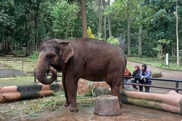 Kawal Transisi Pengelolaan Bandung Zoo, Kemenhut Pastikan Standar Kesejahteraan Satwa Menjadi Prioritas Utama