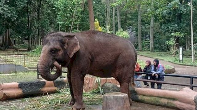 Kawal Transisi Pengelolaan Bandung Zoo, Kemenhut Pastikan Standar Kesejahteraan Satwa Menjadi Prioritas Utama