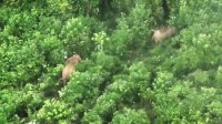 Perkuat Perlindungan Populasi Gajah Sumatera, Monitoring di Bentang Alam Seblat Gunakan Drone Thermal