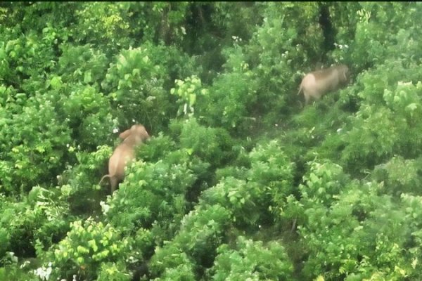 Perkuat Perlindungan Populasi Gajah Sumatera, Monitoring di Bentang Alam Seblat Gunakan Drone Thermal