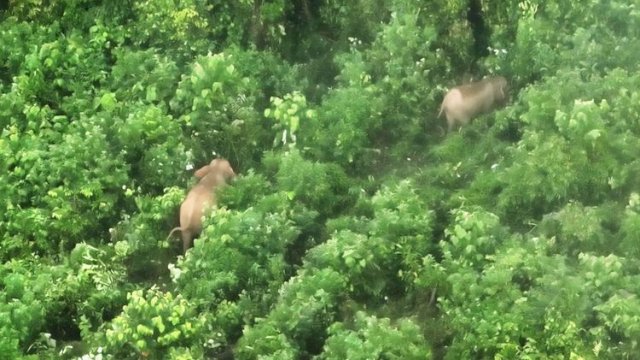 Perkuat Perlindungan Populasi Gajah Sumatera, Monitoring di Bentang Alam Seblat Gunakan Drone Thermal