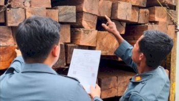Gakkum Kehutanan Bongkar Peredaran Kayu Ilegal Lintas Provinsi di Sulawesi, Tiga Tersangka Siap Disidangkan