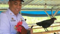 Bupati Chaidir Syam Dorong Ayam Alope Jadi Unggulan Peternakan Maros