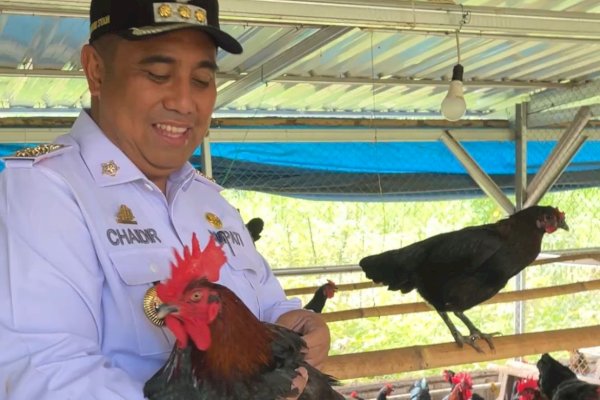 Bupati Chaidir Syam Dorong Ayam Alope Jadi Unggulan Peternakan Maros