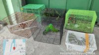 Operasi Gabungan di Tanjung Priok Gagalkan Peredaran Ilegal Satwa Dilindungi Asal Papua