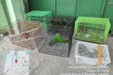 Operasi Gabungan di Tanjung Priok Gagalkan Peredaran Ilegal Satwa Dilindungi Asal Papua