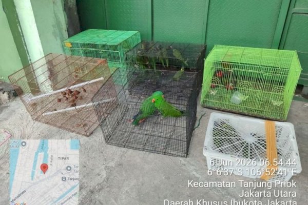 Operasi Gabungan di Tanjung Priok Gagalkan Peredaran Ilegal Satwa Dilindungi Asal Papua
