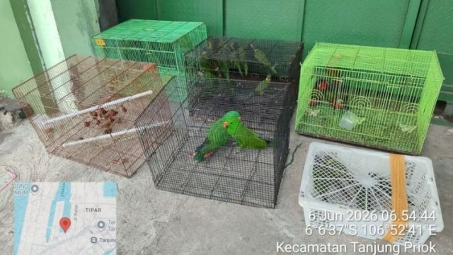 Operasi Gabungan di Tanjung Priok Gagalkan Peredaran Ilegal Satwa Dilindungi Asal Papua
