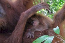 Generasi Baru Orangutan Sumatera Lahir di Cagar Alam Jantho