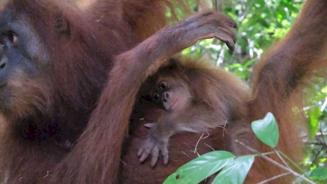 Generasi Baru Orangutan Sumatera Lahir di Cagar Alam Jantho