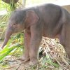 Anak Gajah Sumatera Lahir di Taman Satwa Lembah Hijau, Menhut Beri Nama &ldquo;Rut&rdquo;