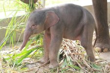 Anak Gajah Sumatera Lahir di Taman Satwa Lembah Hijau, Menhut Beri Nama &ldquo;Rut&rdquo;