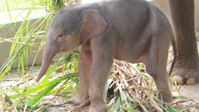 Anak Gajah Sumatera (Elephas maximus sumatranus) berjenis kelamin betina pada tanggal 5 Juni 2026.