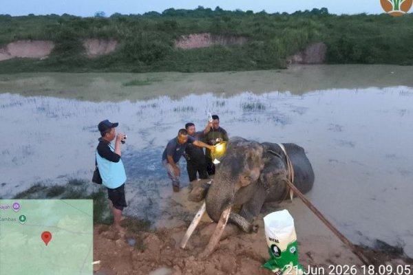 Tiga Dekade Mengabdi bagi Konservasi, Gajah Jinak ‘Indra’ Tutup Usia di TN Way Kambas