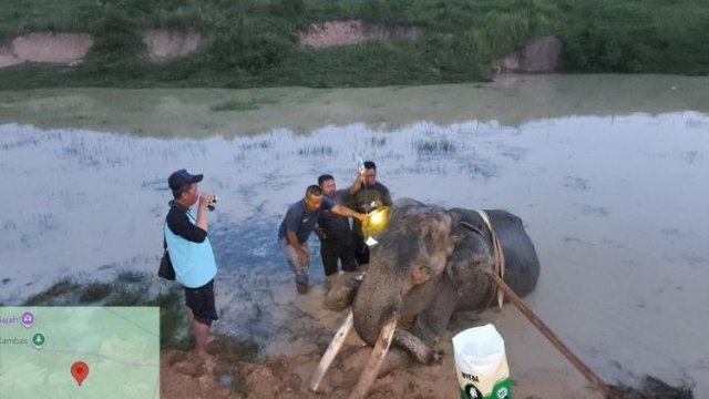 Gajah Indra, gajah jinak jantan berusia 42 tahun ini tutup usia setelah selama lebih dari tiga dekade menjadi bagian penting dalam upaya konservasi Gajah Sumatera&nbsp;(Elephas maximus sumatranus)&nbsp;di Provinsi Lampung.