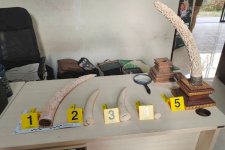 Gakkum Kehutanan Ungkap Jaringan Perdagangan Gading Gajah di Bali Melalui Patroli Siber